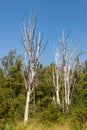 Dead poplar tree along cascade trail Royalty Free Stock Photo