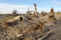 Dead popular diversifolia forest