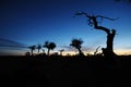 Dead popular diversifolia forest in autumn dawn