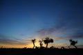 Dead popular diversifolia forest in autumn dawn