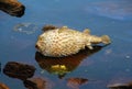 Dead Porcupinefish. Diodontidae Royalty Free Stock Photo