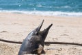 Dead porpoise with open mouth at the beach