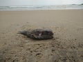 Dead puffer fish on the beach Royalty Free Stock Photo