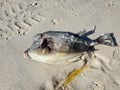 Dead puffer fish on the beach Royalty Free Stock Photo