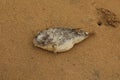 Dead Puffer Fish In the Beach Royalty Free Stock Photo