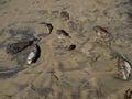 dead puffer fish on the beach, Kovalam beach, Thiruvananthapuram