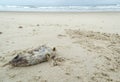 dead puffer fish on the beach sand