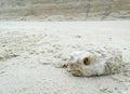 dead puffer fish on the beach sand