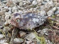 Dead puffer fish that washed up on a beach in Florida