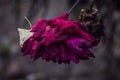 Dead Purple flower