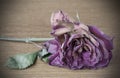 Dead purple rose