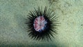 Dead purple sea urchin Paracentrotus lividus on sea bottom, Aegean Sea, Greece.
