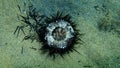 Dead purple sea urchin Paracentrotus lividus on sea bottom, Aegean Sea, Greece.