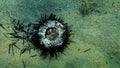 Dead purple sea urchin Paracentrotus lividus on sea bottom, Aegean Sea, Greece.