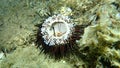 Dead purple sea urchin Paracentrotus lividus on sea bottom, Aegean Sea, Greece.