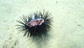 Dead purple sea urchin Paracentrotus lividus on sea bottom, Aegean Sea, Greece.