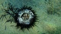 Dead purple sea urchin Paracentrotus lividus on sea bottom, Aegean Sea, Greece.