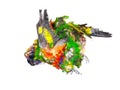 A Dead Rainbow Lorikeet bird, isolated on white background. Royalty Free Stock Photo