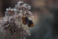 A dead red admiral Vanessa atalanta killed by a spider Royalty Free Stock Photo