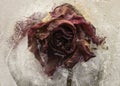 A dead red rose in melting ice