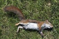 Dead Red Squirrel Royalty Free Stock Photo