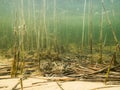 Dead reeds on lake bottom