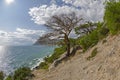 Dead relic pine at the path along the steep seashore Royalty Free Stock Photo