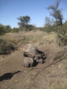 Dead Rhino Royalty Free Stock Photo