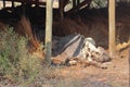 Dead rhino lying in okavango delta in Botswana. Royalty Free Stock Photo