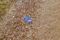 Dead Rhizostomae mudusa lies on a sandy-shell beach in Zalizny Port Kherson region, Ukraine. Blue jelly slime on the Black Sea