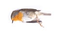 Dead robin red breast bird Royalty Free Stock Photo