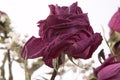 Dead Rose Royalty Free Stock Photo