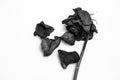 Dead rose and dried fallen petals on white background. Black and white image.