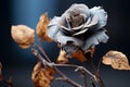 a dead rose with dried leaves on a dark background