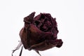 Dead rose flower Royalty Free Stock Photo