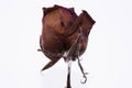 Dead rose flower