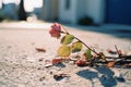 a dead rose on the ground in front of a building