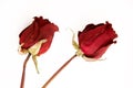 Dead rose isolated Royalty Free Stock Photo