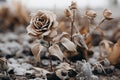 a dead rose in the middle of a field