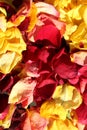 Dead rose petals in autumn sunshine. Royalty Free Stock Photo