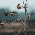 a dead rose plant in the middle of a field