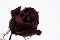 Dead rose flower