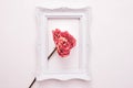 Dead rose in a white frame for a photo Royalty Free Stock Photo