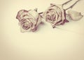 Dead rose. withered rose Royalty Free Stock Photo