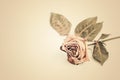 Dead rose. withered rose Royalty Free Stock Photo