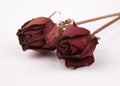 Dead roses Royalty Free Stock Photo