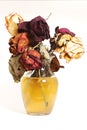 Dead roses Royalty Free Stock Photo