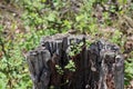Tree Stump, Rotted, Vegetation, Blurred Background, Outside