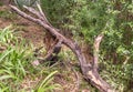 Fallen rotten tree in a forest