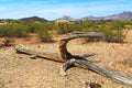 Dead Saguaro Cactus Skeleton in Organ Pipe Cactus National Monument